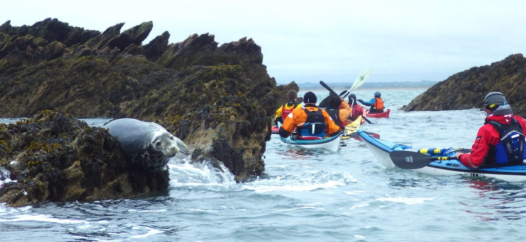 What to wear sea kayaking with a seal.