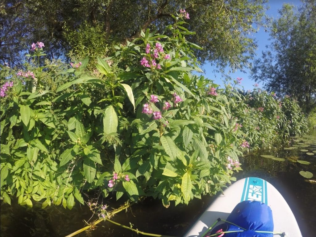 wildlife when paddling