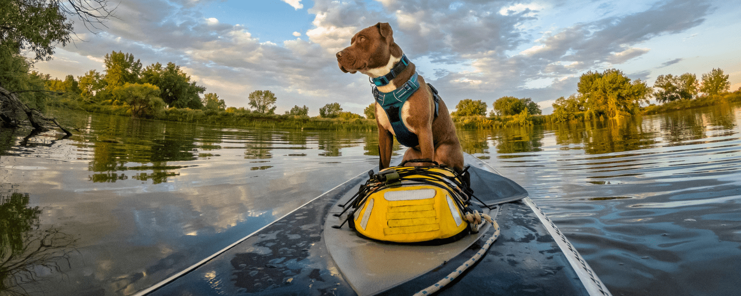 Dog Paddling  Taking your dog canoeing or kayaking