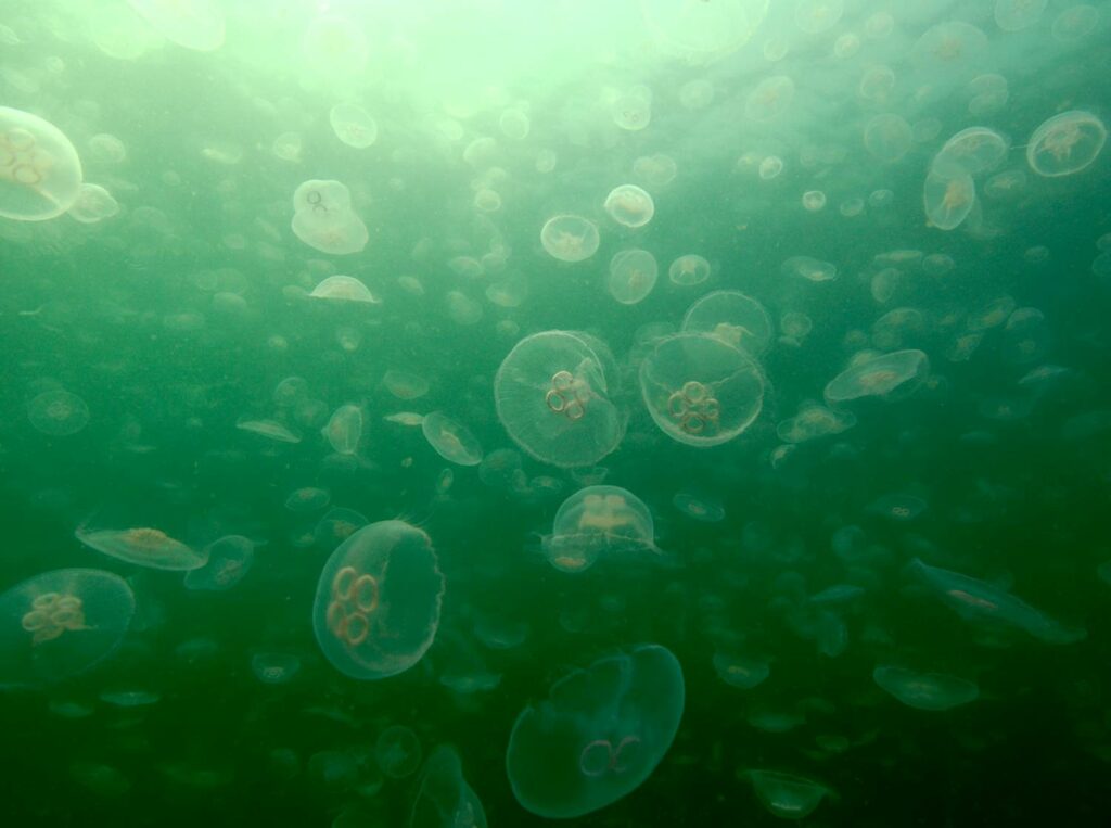 moon jellyfish