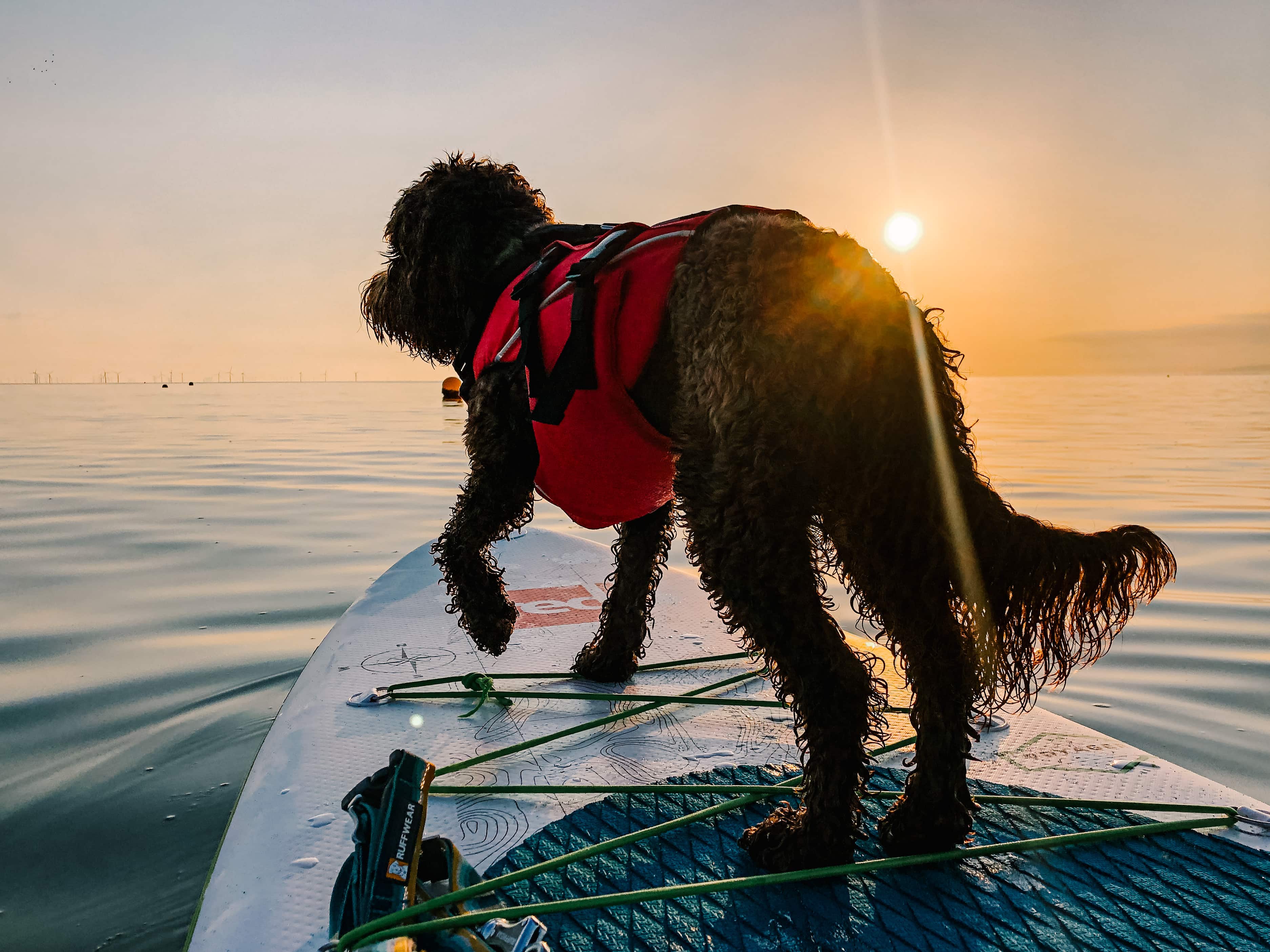 Dog at the front of the paddle board