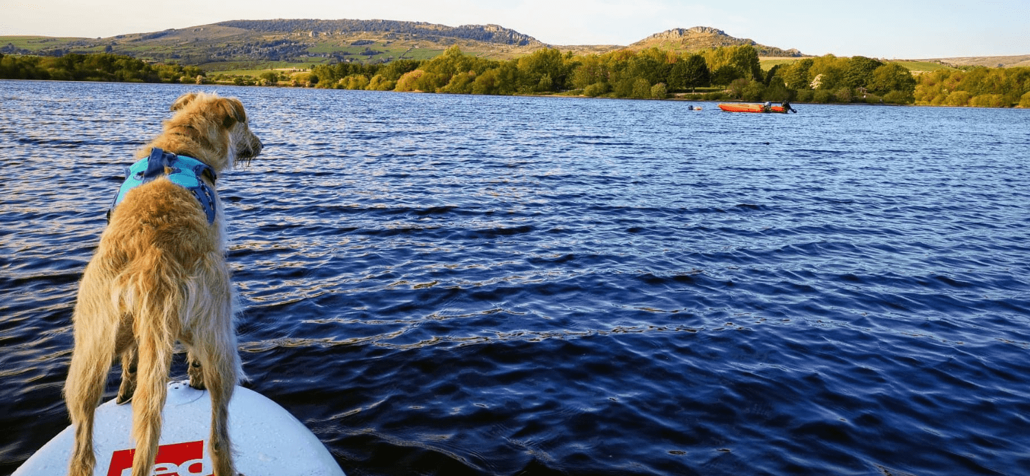 How To Paddle Board With Your Dog: The Complete SUP Guide