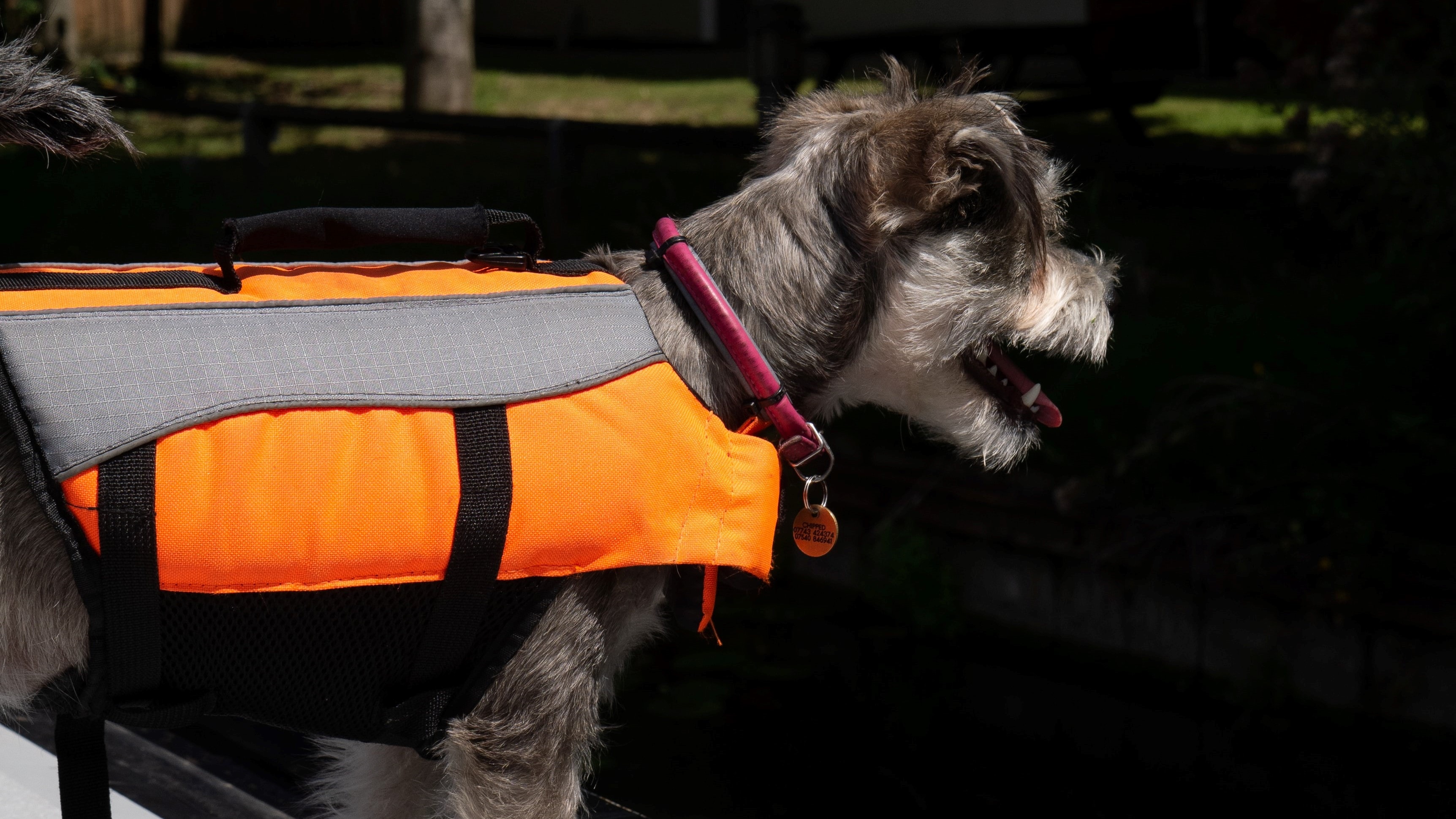 Dog with life jacket ready for paddle boarding