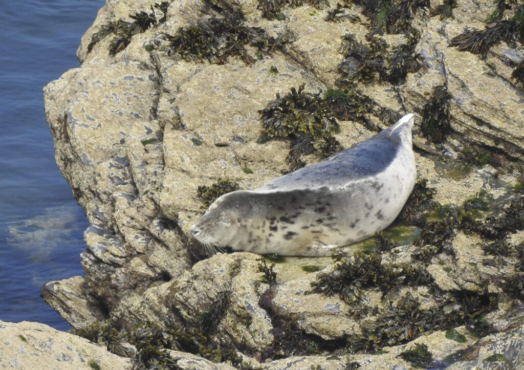 Relaxed juvenile female seal resting and digesting on offshore rocks