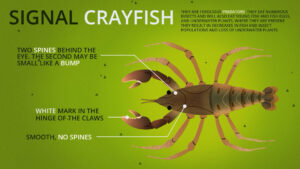 How to identify non-native Signal Crayfish