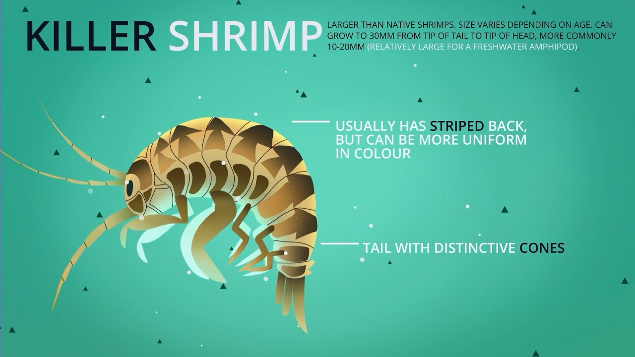 Help stop the spread of Killer Shrimps