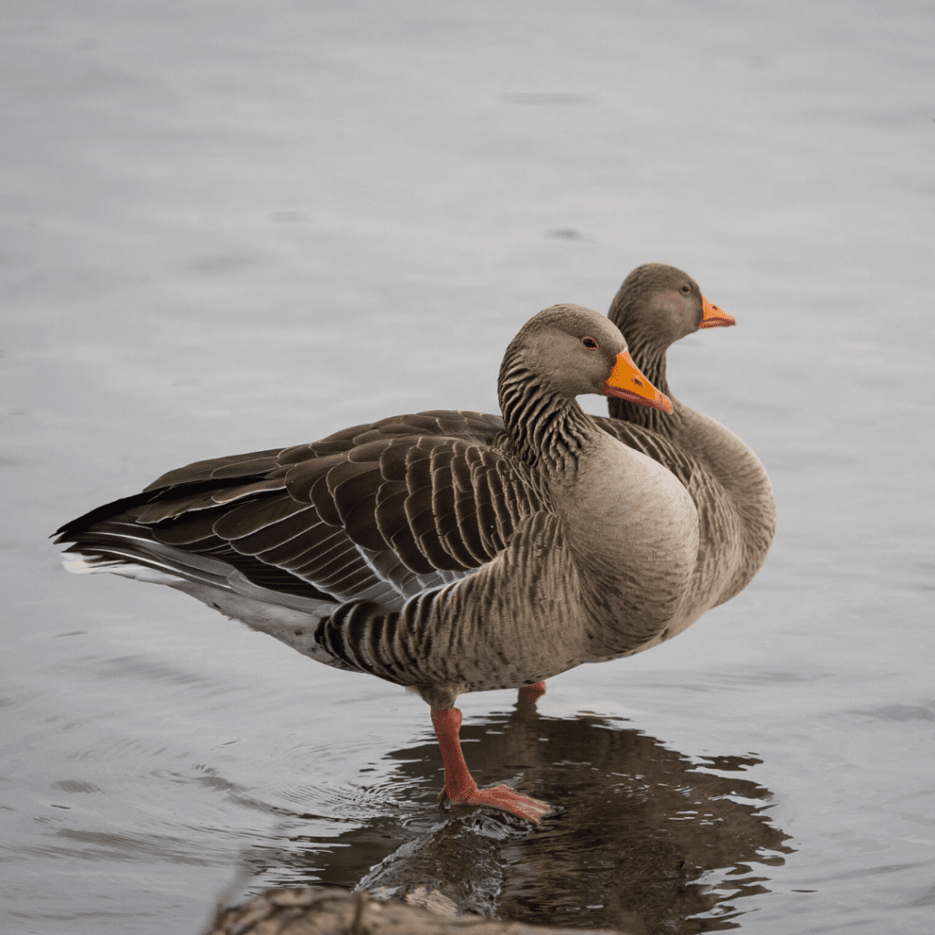 Pink-footed geese standing in water