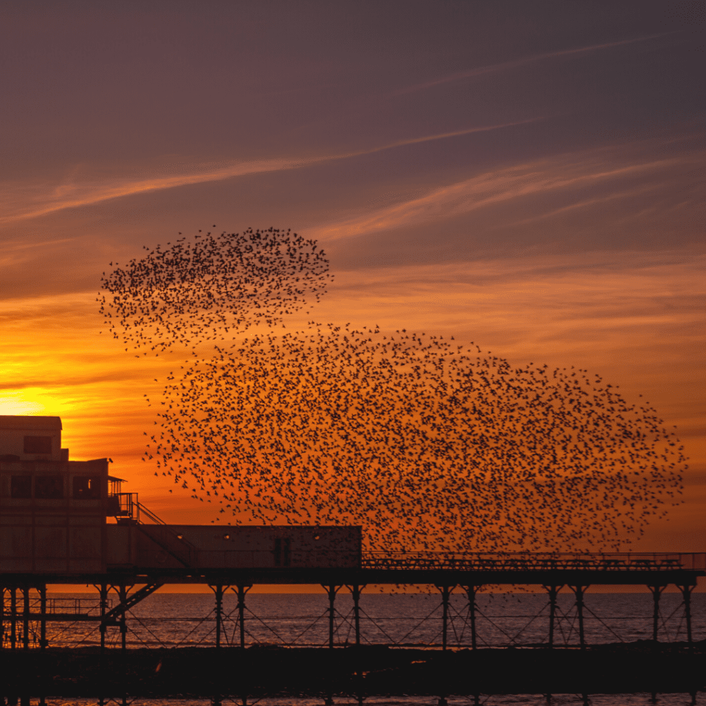 Starling murmuration at sunset flying above Aberystwyth pier 