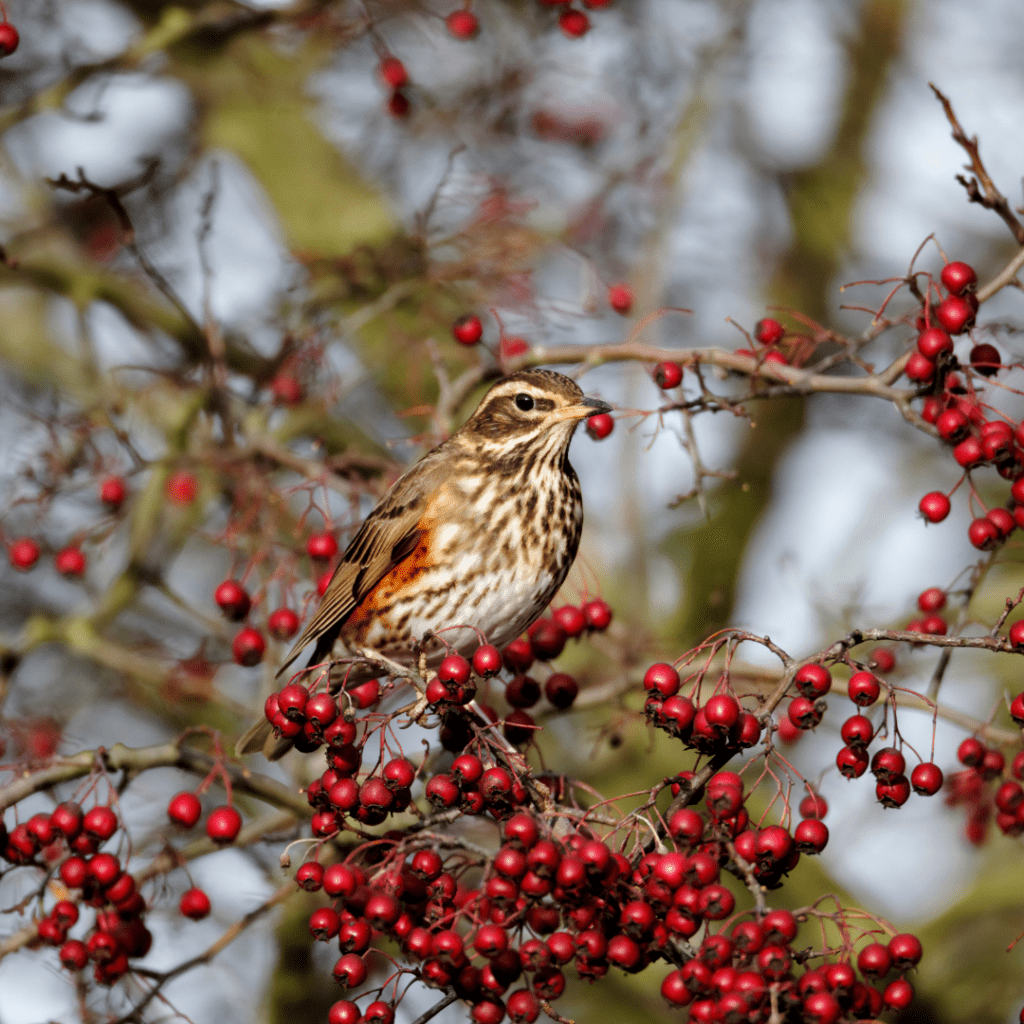 Redwing bird sitting in among hawthorn berries