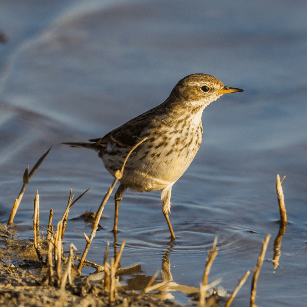 Water pipit bird wading through water