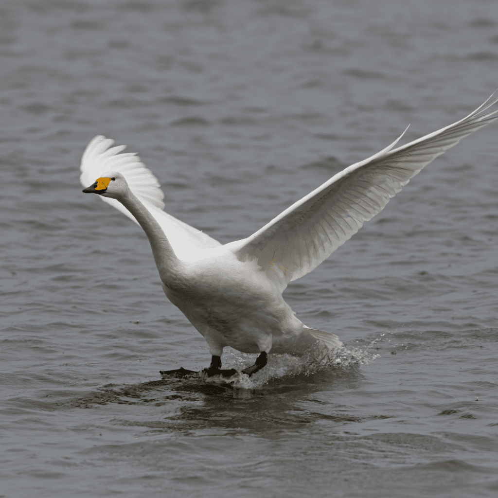 Bewick's swan coming into land on water