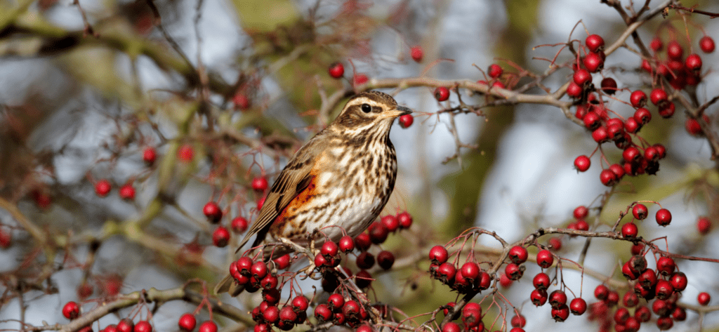 Redwing bird sat in a hawthorn hedge