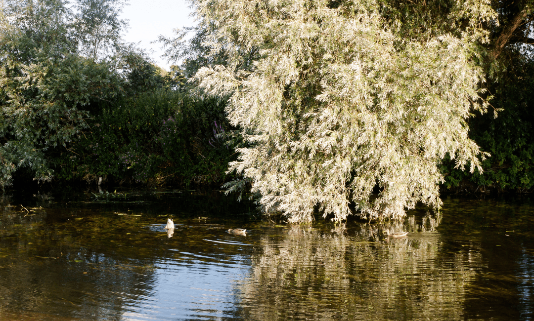 dedham canal