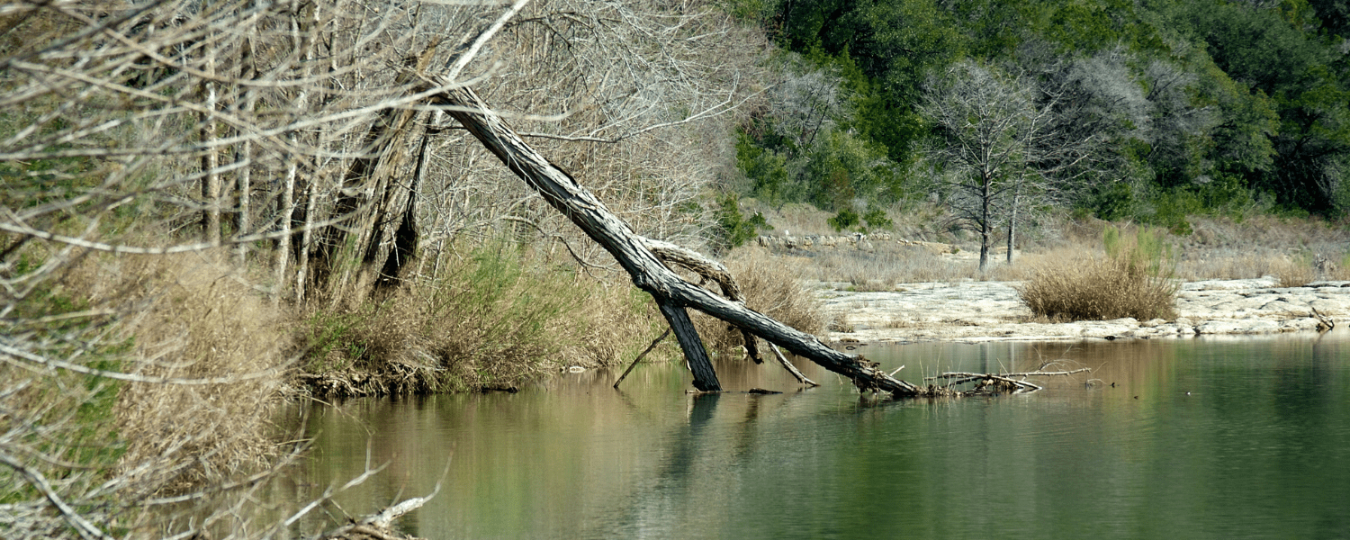 a tree that has fellen into a river and is causing an obstruction