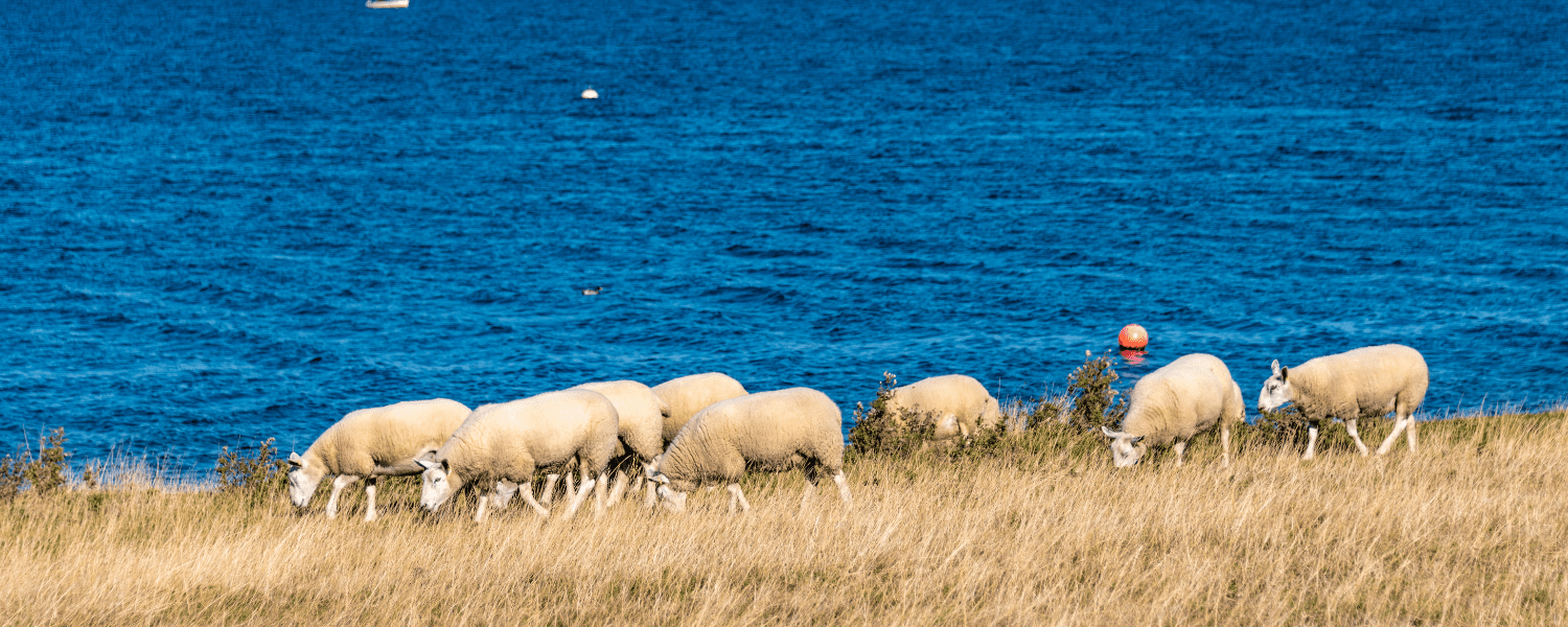 a flock of sheep next to a large lake