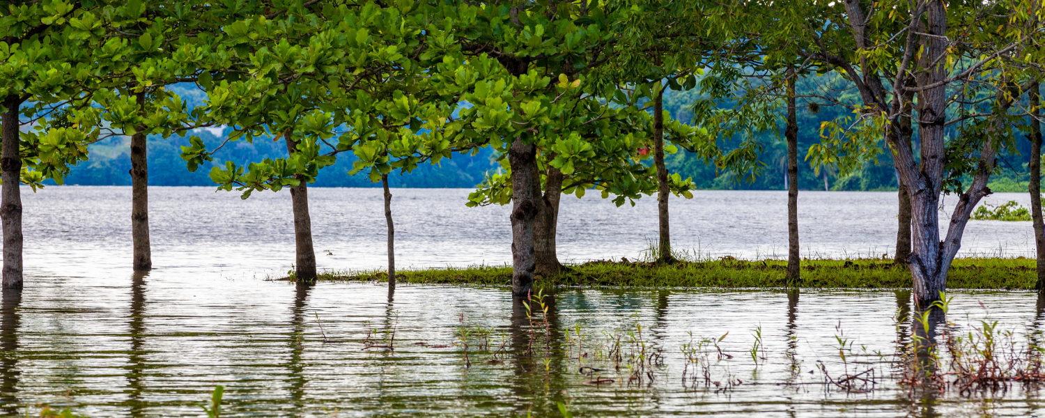 A lake that has filled up and over flowed. Trees covered by the water.