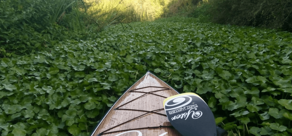 the front of a wooden SUP paddling into mass greenary