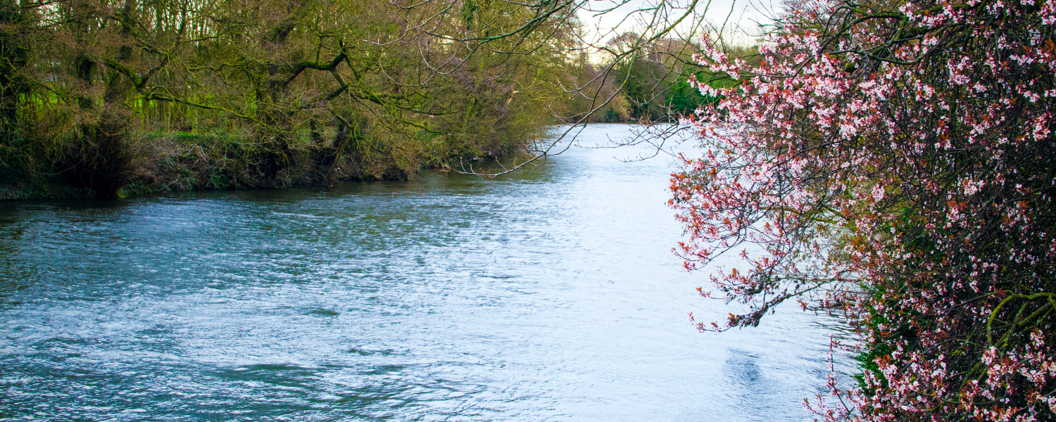 a river flowing with spring blossom in the foreground