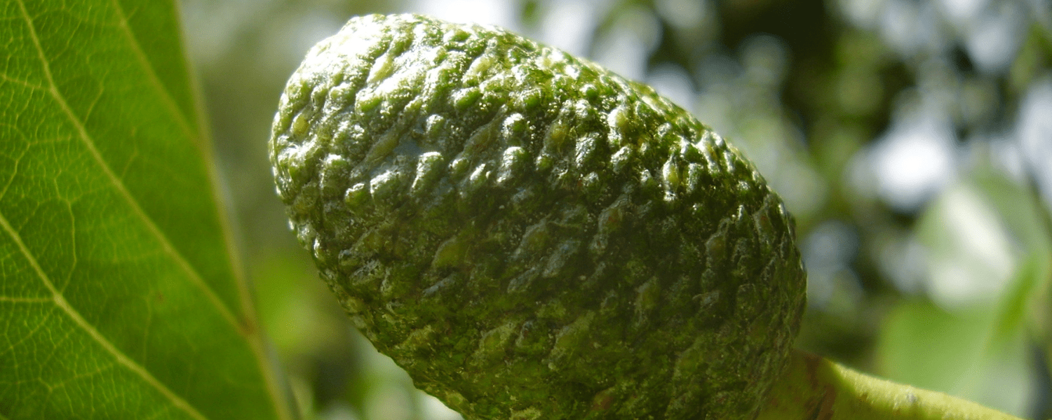 an alder tree catkin 