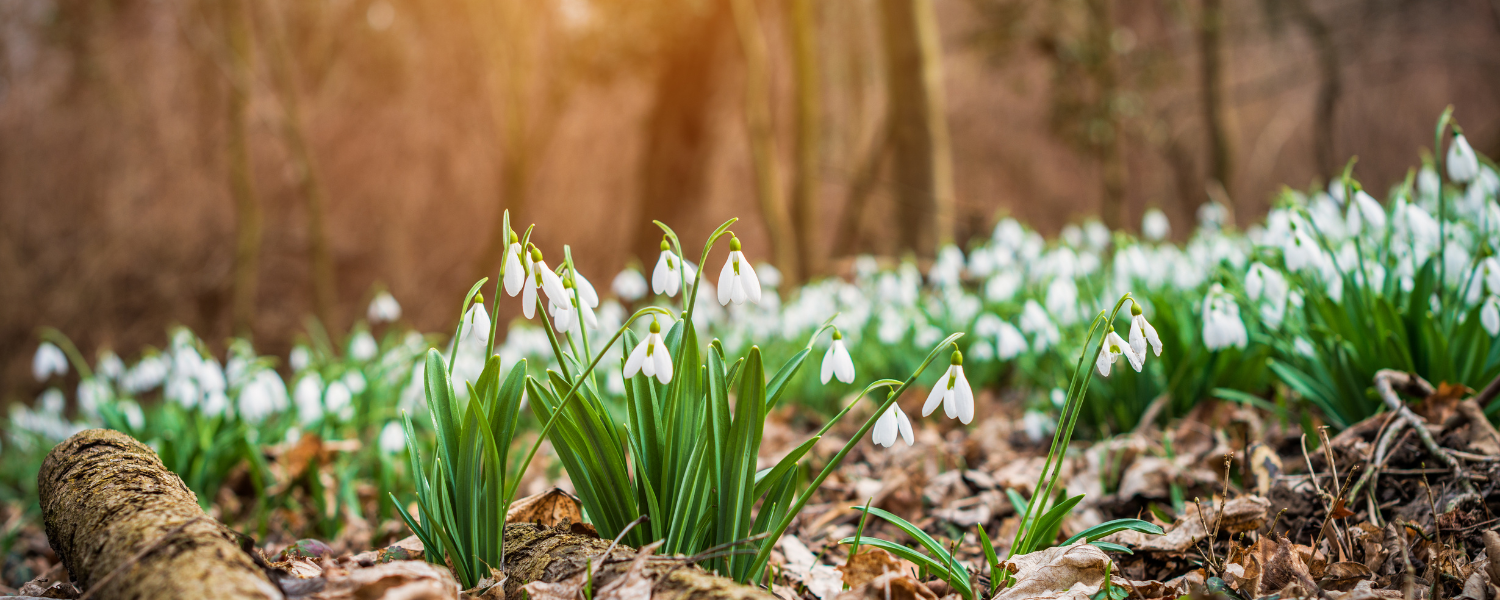 a bed of snowdrops on a forest 