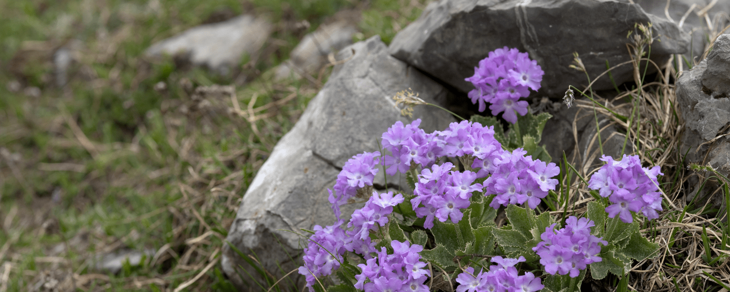 deep purple primroses growing by a rock