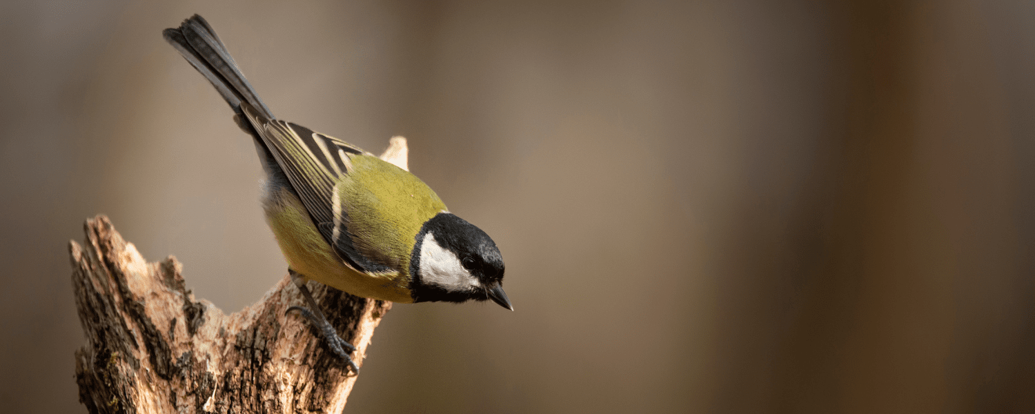 a great tit perched on a tree ready to fly