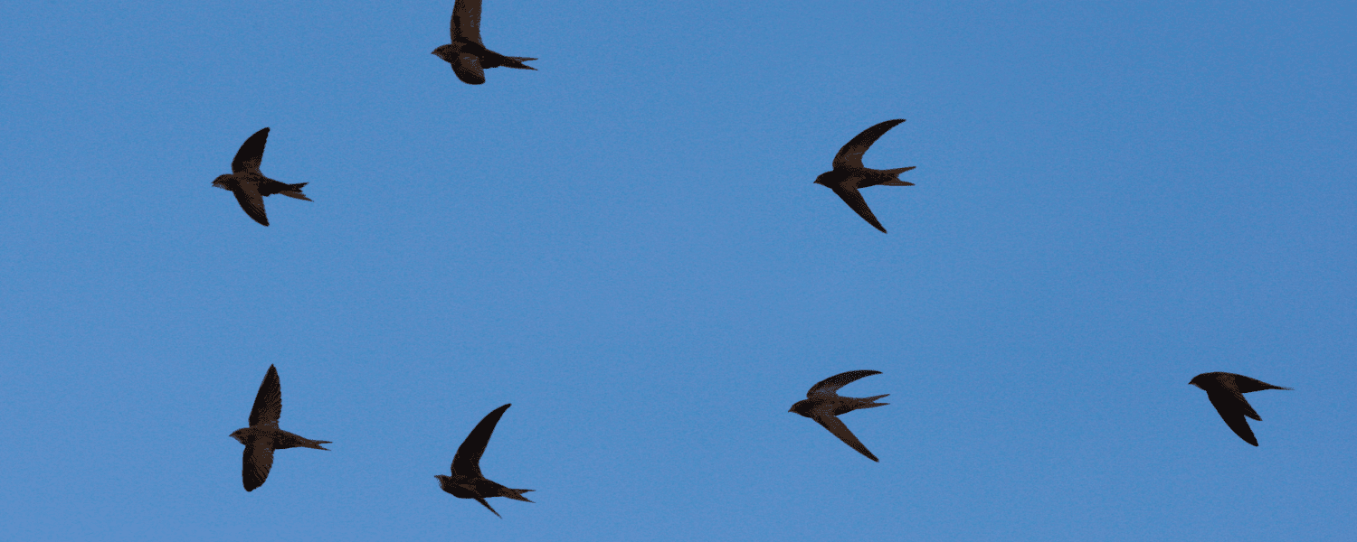 a flock of swifts flying in formation