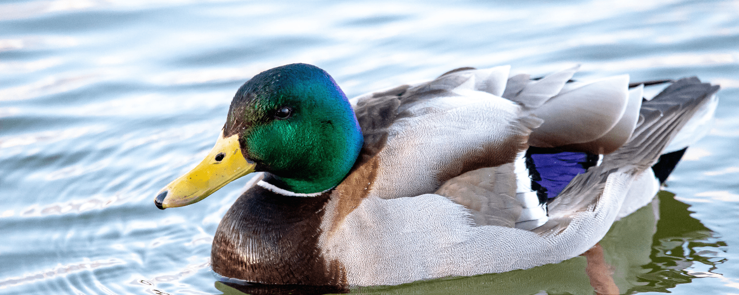 a mallard on the water with shiny feathers