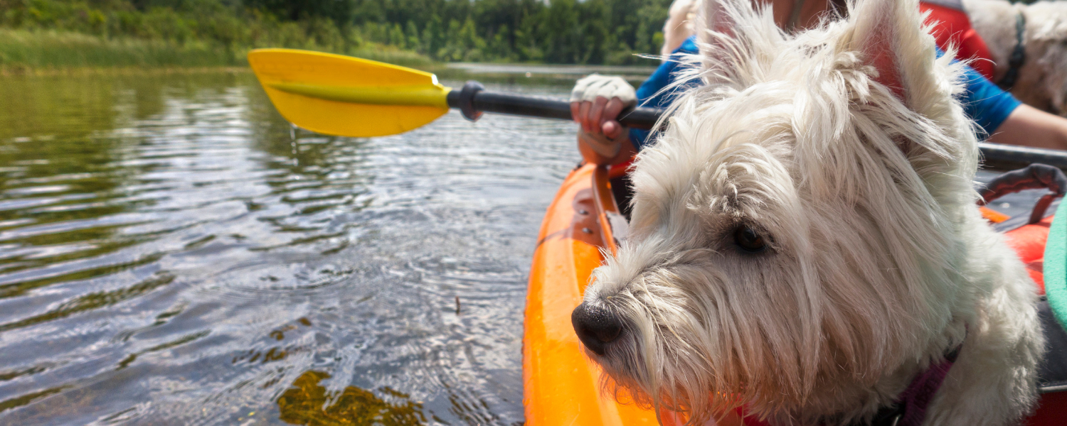 a dog watching off the side of a kayak while on the water